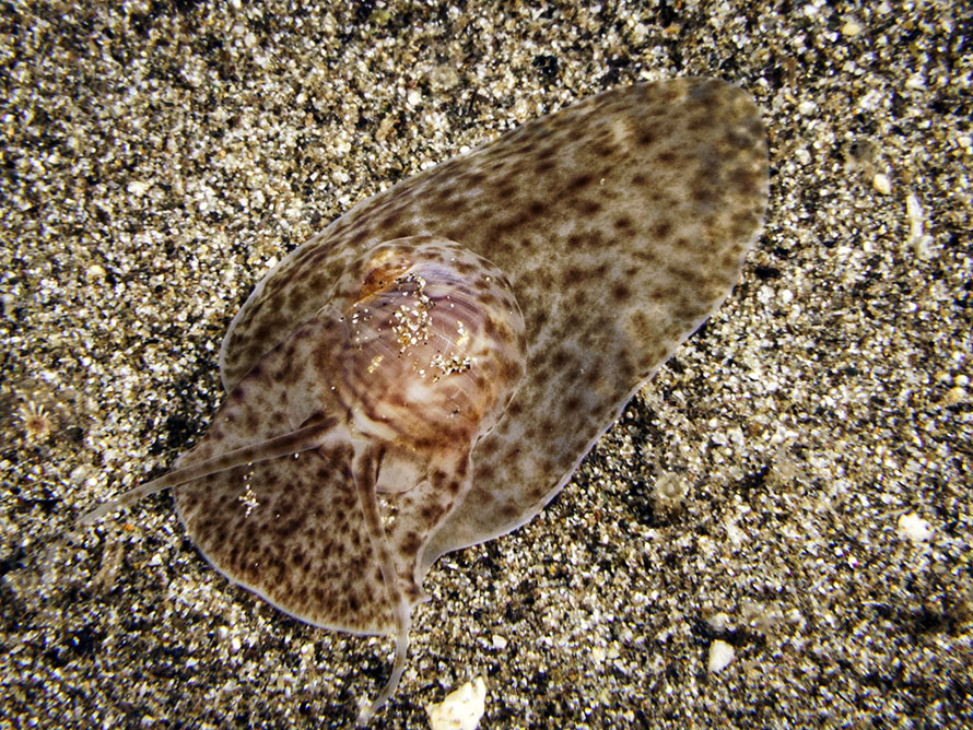 Notocochlis cernica
